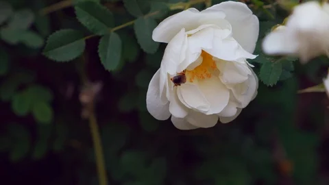 White spray rose with a bee. Bee collects nectar. Stock Footage 108788734