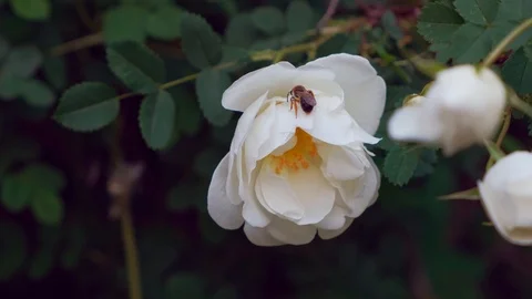 White spray rose with a bee. Bee collects nectar. Stock Footage 108788741