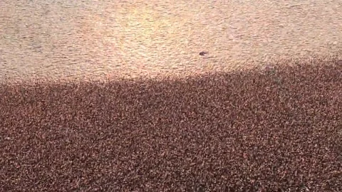 White Spread Stock Footage 260438906