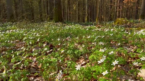 White spring anemones blooming in forest Stock Footage 189396532
