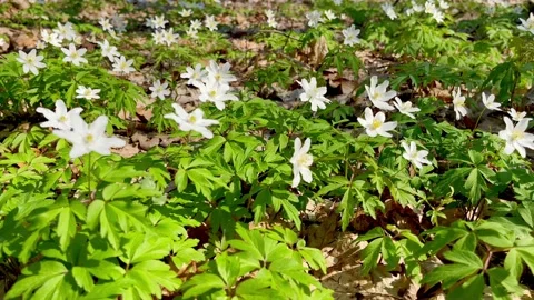 White spring anemones blooming in forest Stock Footage 189397079