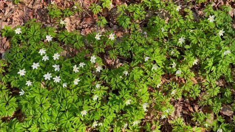 White spring anemones blooming in forest Stock Footage 196157481