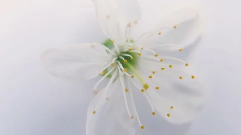 White spring apple or cherry blossom on a white background Stock Footage 75453386