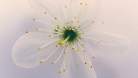 White spring apple or cherry blossom on a white background Stock Footage 75454154