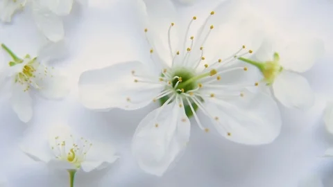 White spring apple or cherry blossom on a white background Stock Footage 75454780