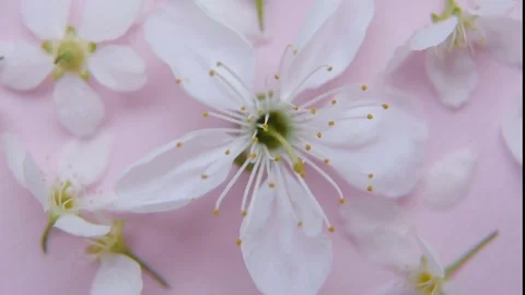 White spring apple or cherry blossom Stock-Footage 75455601