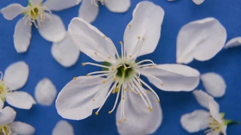 White spring apple or cherry blossom Stock Footage 75455870
