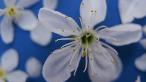 White spring apple or cherry blossom Stock Footage 75456385