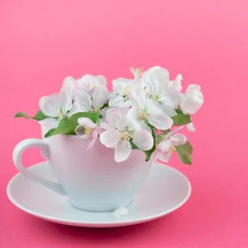 White spring apple tree blooming flowers in a cup Stock Photos