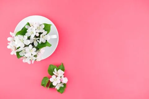 White spring apple tree blooming flowers in a cup Stock Photos