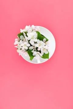 White spring apple tree blooming flowers in a cup Stock Photos