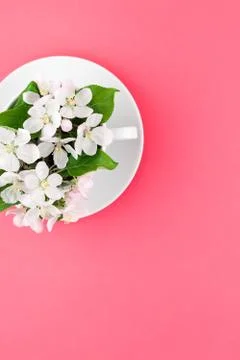 White spring apple tree blooming flowers in a cup Stock Photos