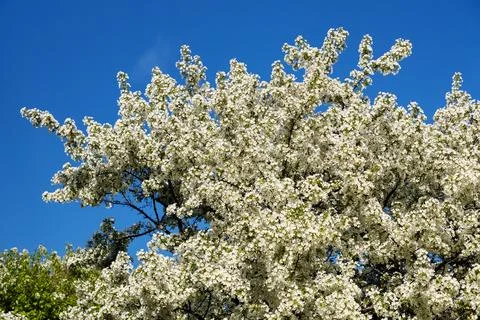White spring apple tree blossoms against blue sky in park. Stock Photos
