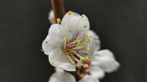 White Spring Apricot Tree Flower Blooming Timelapse Stock Footage 152091601
