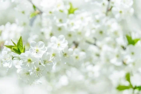 White spring background of cherry tree blossom. Close up, selective focus. Foto stock