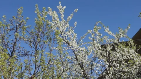 White spring blooming trees Stock Footage 109063802