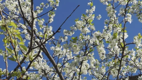 White spring blooming trees Stock-Footage 112745899