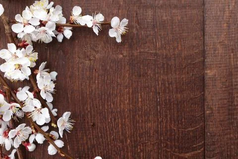 White spring blossom branches on rustic wood Stock Photos