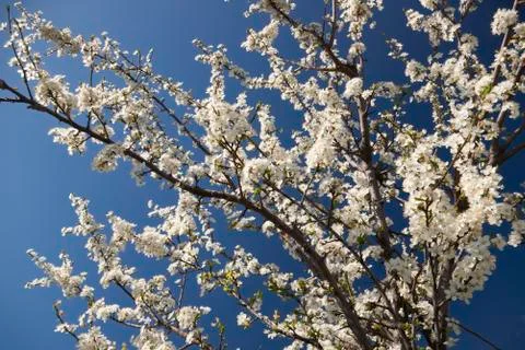 White spring blossom Stock Photos