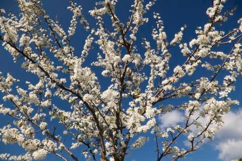 White spring blossom Stock Photos