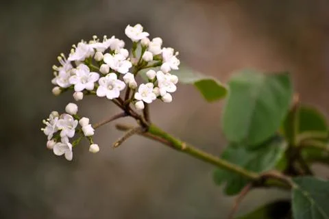White spring blossom Stock Photos