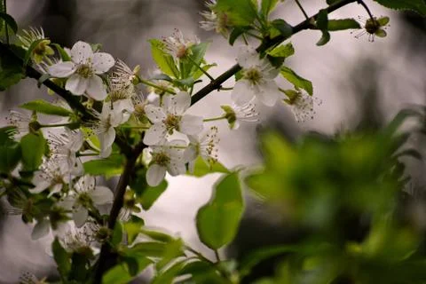 White spring blossom Stock Photos