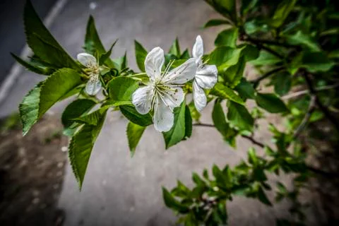 White Spring Blossom Stock Photos