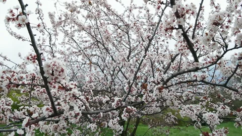 White Spring Blossom Tree Branch In Green Park Real Time Push In Stock Footage 337543108