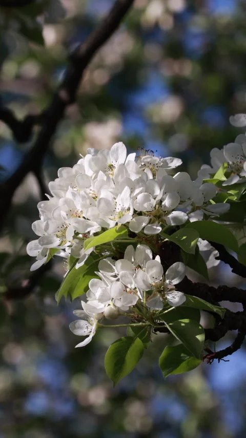 White spring blossoms and green leaves close up. Vertical 스톡 동영상 334658206