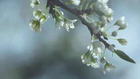 White Spring Blossoms In Bloom Stock Footage 345860982