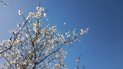 White spring blossoms blooming on almond trees under the bright blue sky Stock Footage 330120988