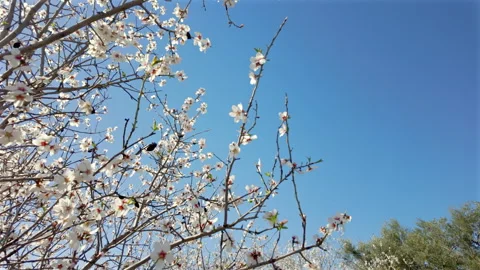 White spring blossoms blooming on almond trees under the bright blue sky Stock Footage 340400196