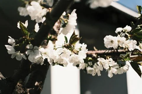 White spring blossoms blooming on tree branches. Vintage aesthetic with hea.. Fotos Stock