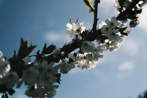 White spring blossoms blooming on tree branches. Vintage aesthetic with hea.. Fotos Stock
