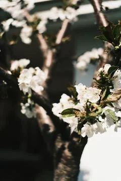 White spring blossoms blooming on tree branches. Vintage aesthetic with hea.. Fotos Stock