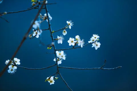 White spring blossoms on blue background Foto stock