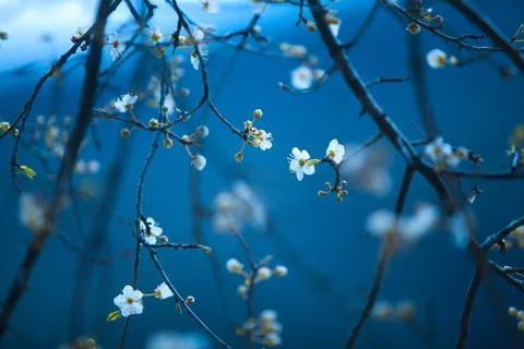 White spring blossoms on blue background Stock Photos