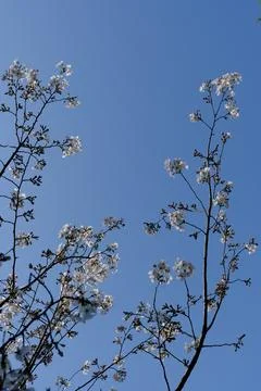 White spring blossoms on branches against blue sky Stock Photos