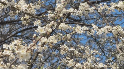 White Spring Blossoms Covering Tree Branches Against Blue Sky Stock Footage 347884904