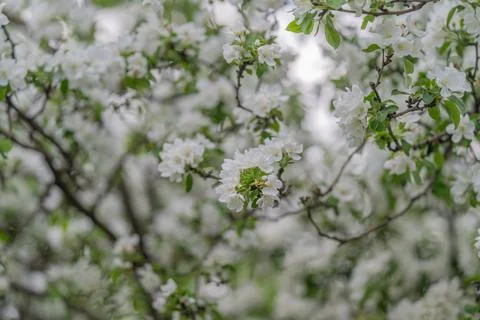 White spring blossoms creating soft pattern, airy composition with negative s Foto stock