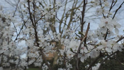 White spring blossoms on dark branches against a grey sky.  Stock Footage 330188626