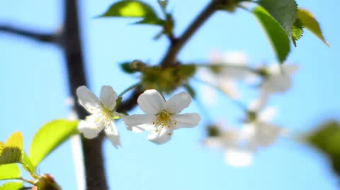 White spring blossoms Stock Footage 22986139