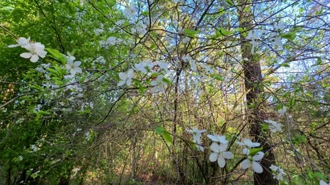 White Spring Blossoms Forest Branches Stock Footage 334372224