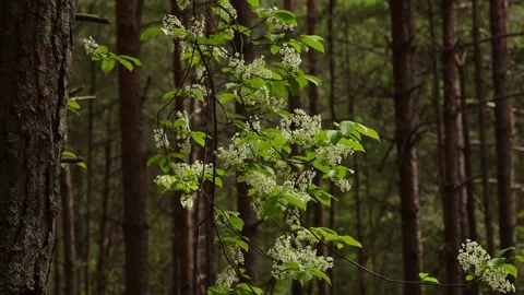 White Spring Blossoms In Forest Stock Footage 337096911