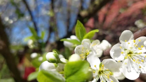 White spring blossoms on a fruit tree branch close up Stock Footage 333641954