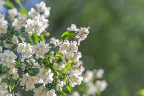 White spring blossoms on leafy shrub with soft green bokeh Stock Photos