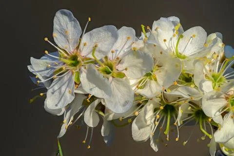 White Spring Blossoms Macro Prunus Cluster Stock Photos