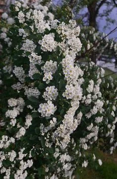 White Spring Blossoms of Spirea Photos
