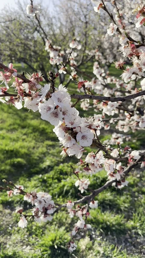 White Spring Blossoms Swaying in Wind - Vertical Stock Footage 305829829