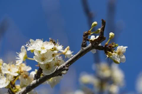 White Spring Blossoms on Tree Branch Against Blue Sky Stock Photos